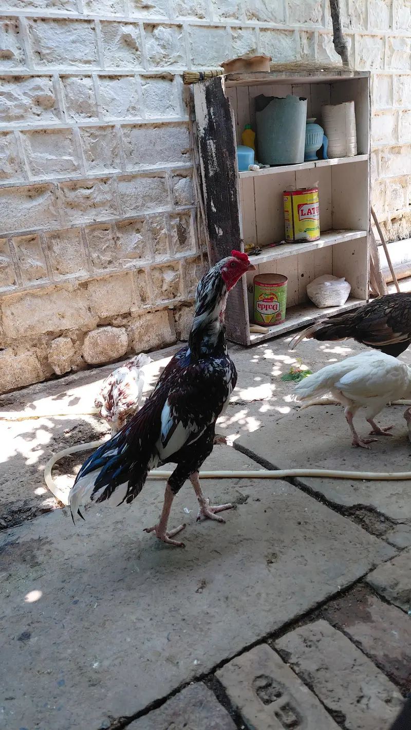 Mianwali Aseel — photo 2