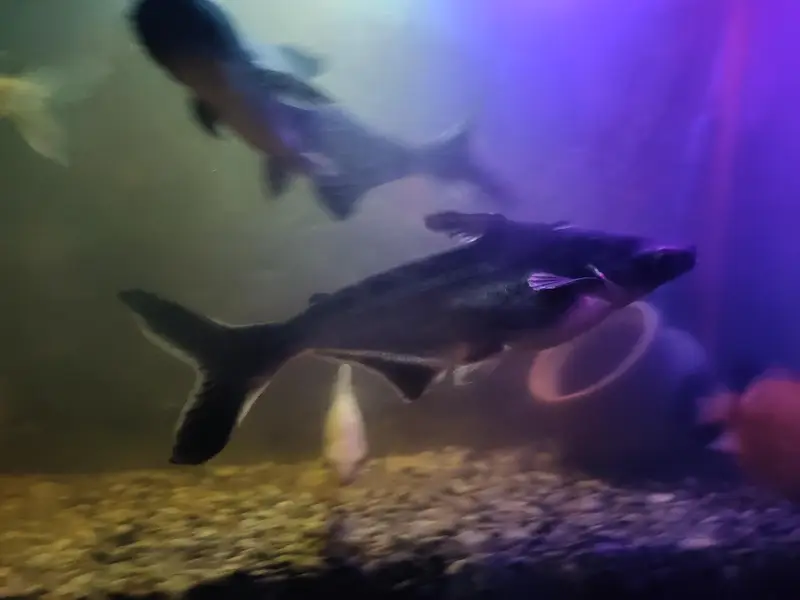 blue line shark