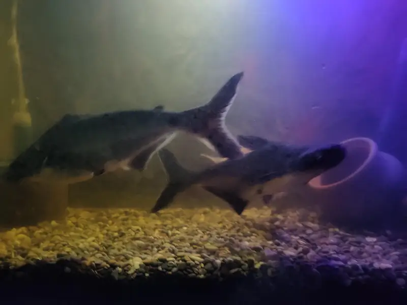 blue line shark — photo 2