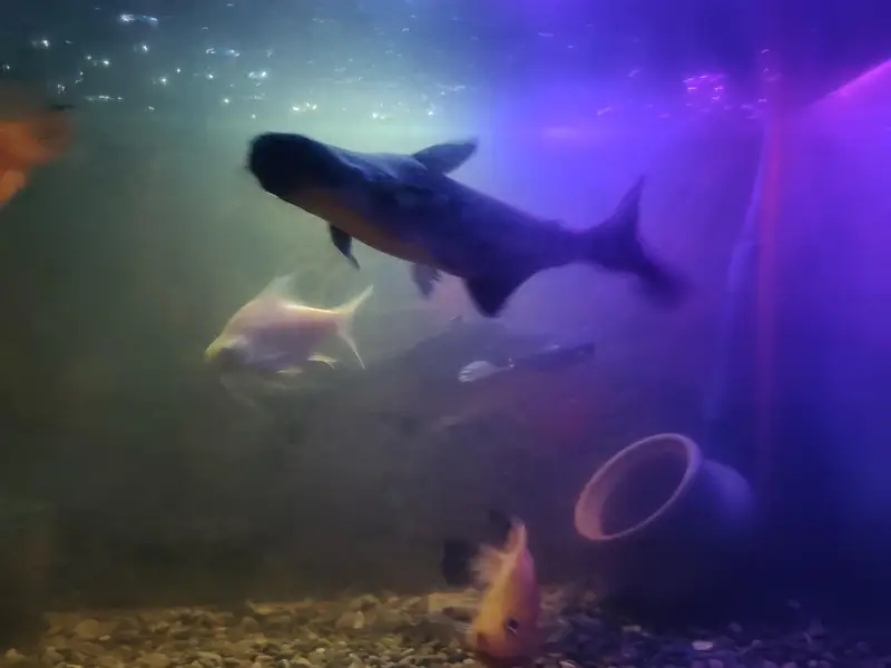 blue line shark — photo 5