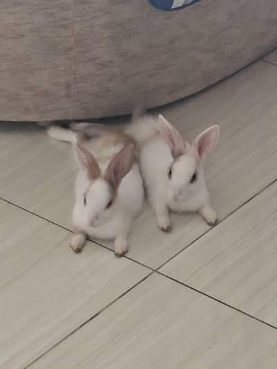 Rabbits bunny's fo sale