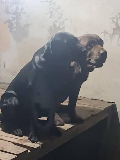 Labrador puppy