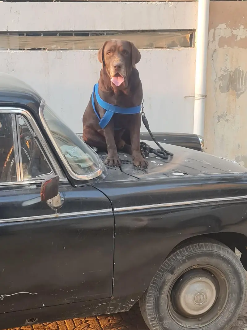 Labrador puppy — photo 2