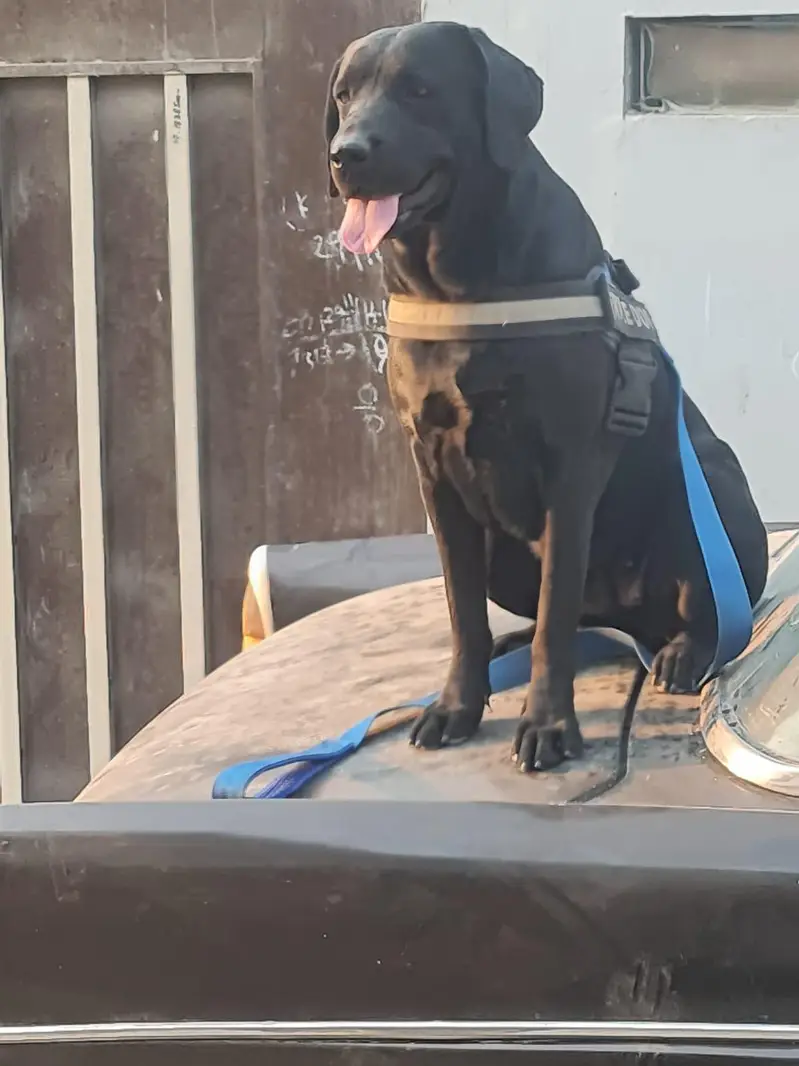 Labrador puppy — photo 4