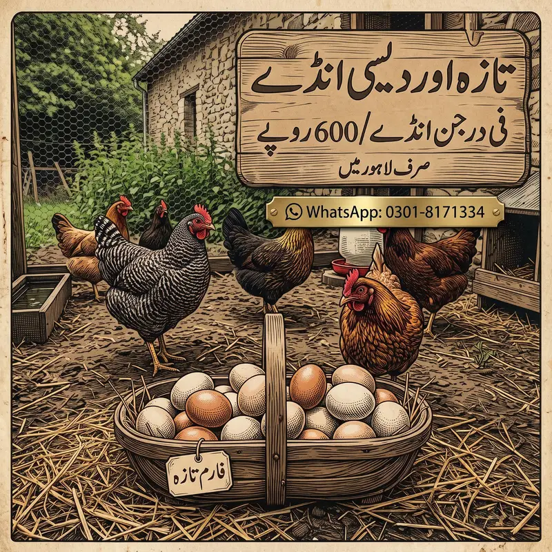 Desi Eggs for Sale | Organic Eggs | Pure Desi Eggs — photo 6