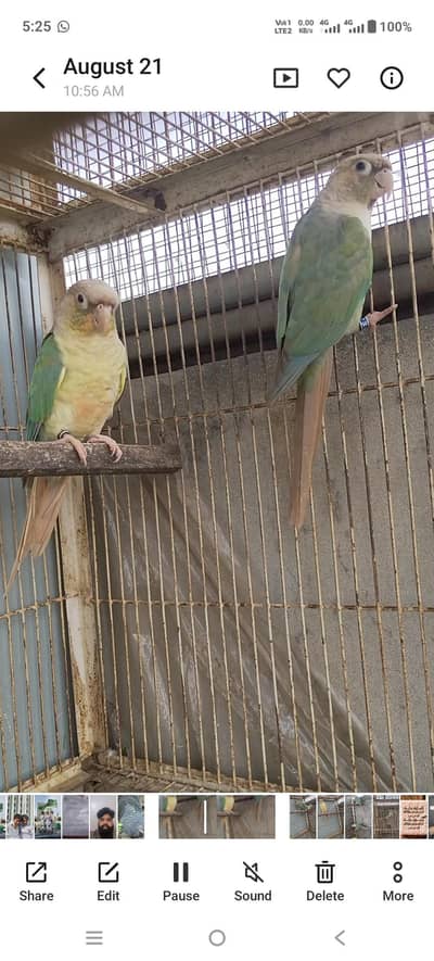 mashallah blue tarquse blue cinimon pairs and extra male female