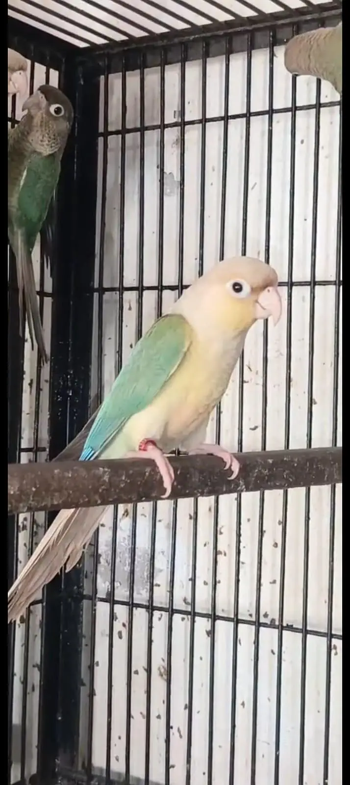 mashallah blue tarquse blue cinimon pairs and extra male female — photo 2