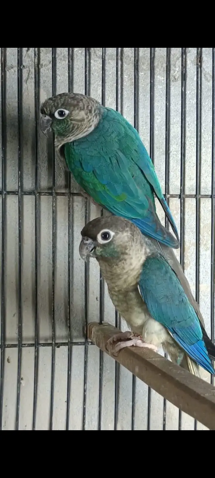 mashallah blue tarquse blue cinimon pairs and extra male female — photo 3