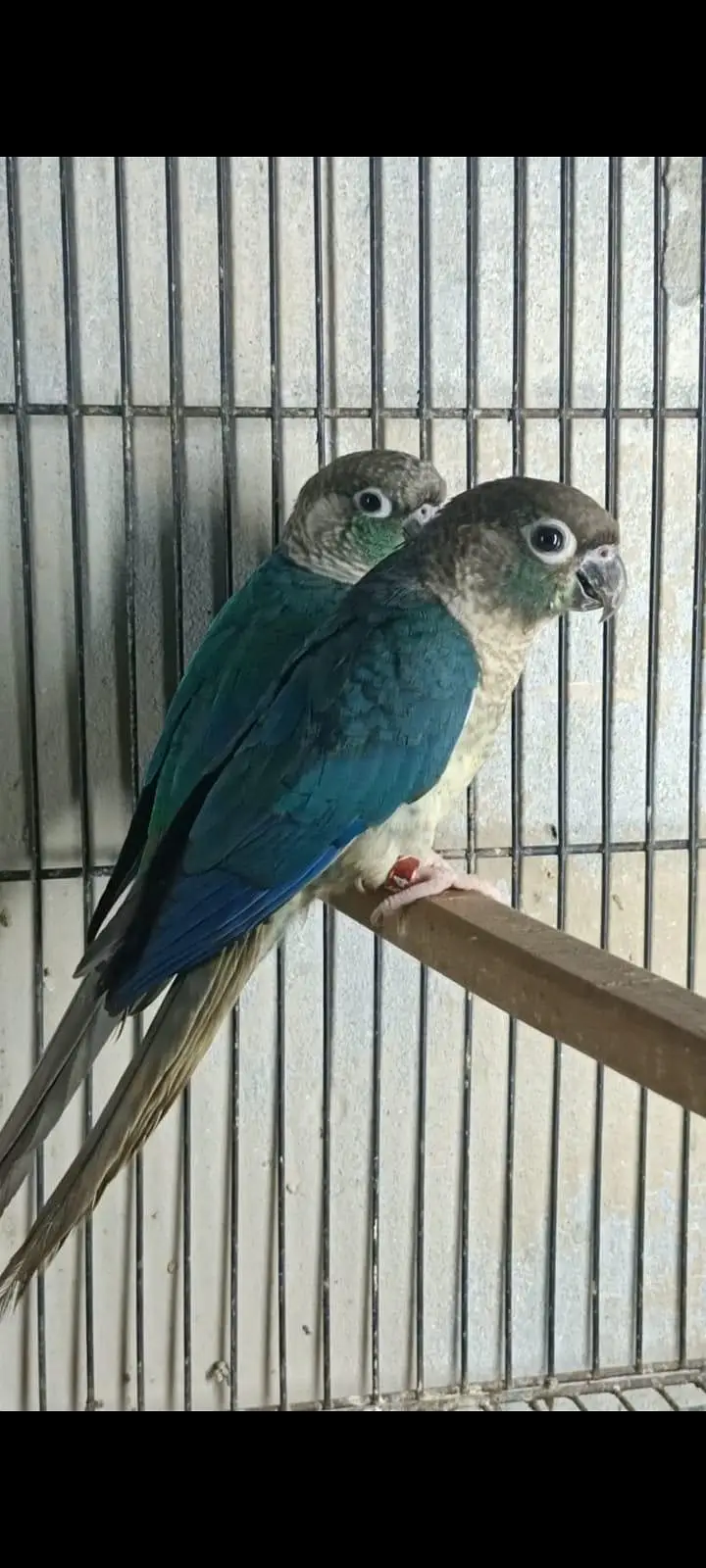 mashallah blue tarquse blue cinimon pairs and extra male female — photo 4