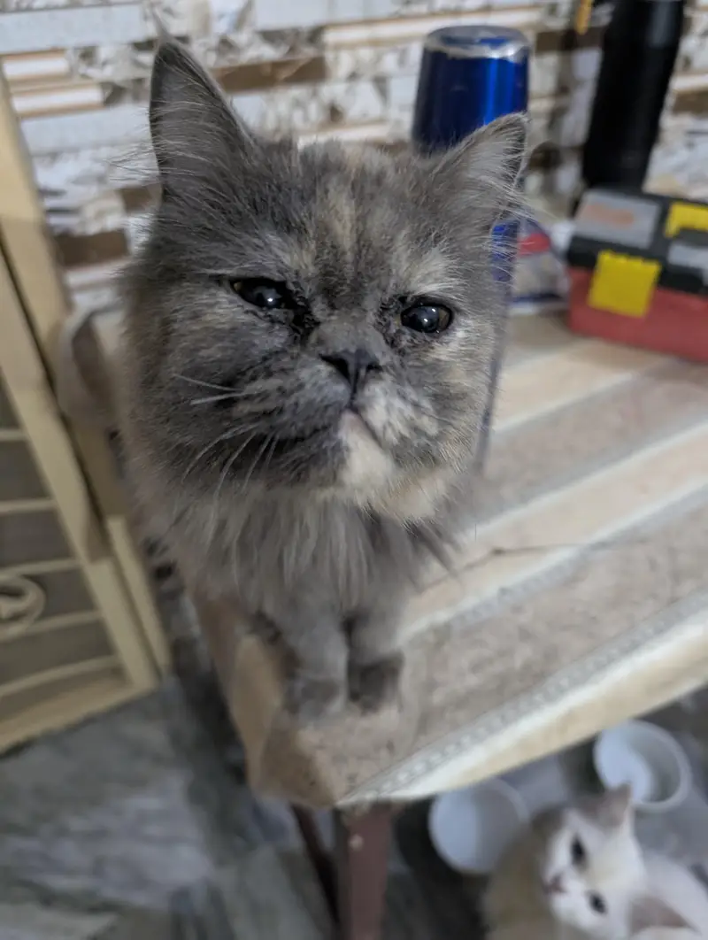 punch face persian cat for sale — photo 2