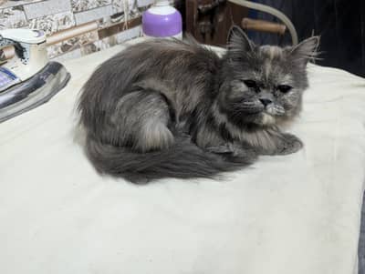 punch face persian cat for sale