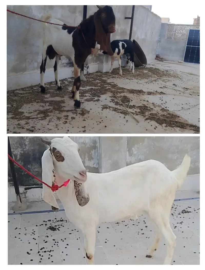 Urgent Sale Kamori Pair — photo 2