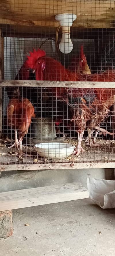 3 Golden misri murgay for sale