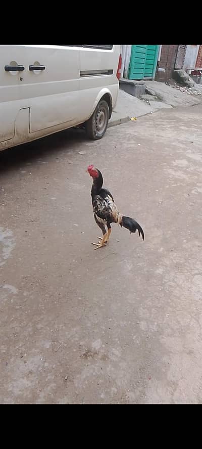 aseel murga for sale