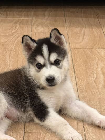 Siberian Husky Male 2 months old