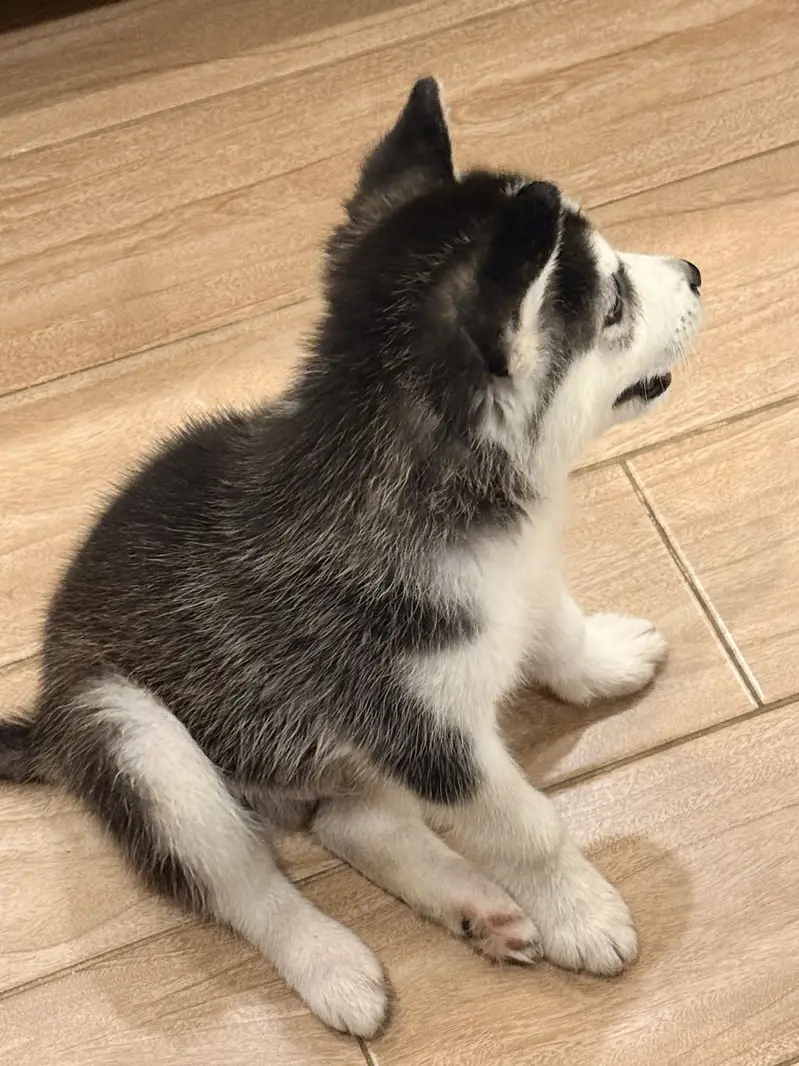 Siberian Husky Male 2 months old — photo 2