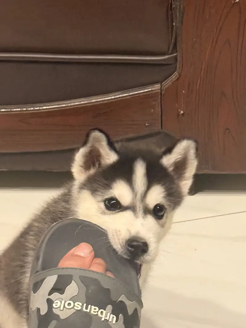 Siberian Husky Male 2 months old — photo 5