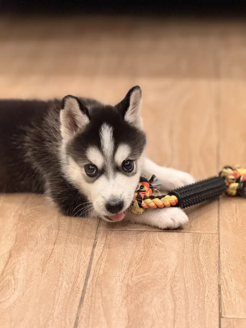 Siberian Husky Male 2 months old — photo 6