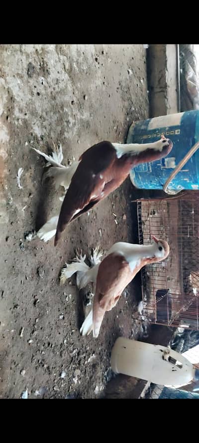 Sherazi fancy pigeon