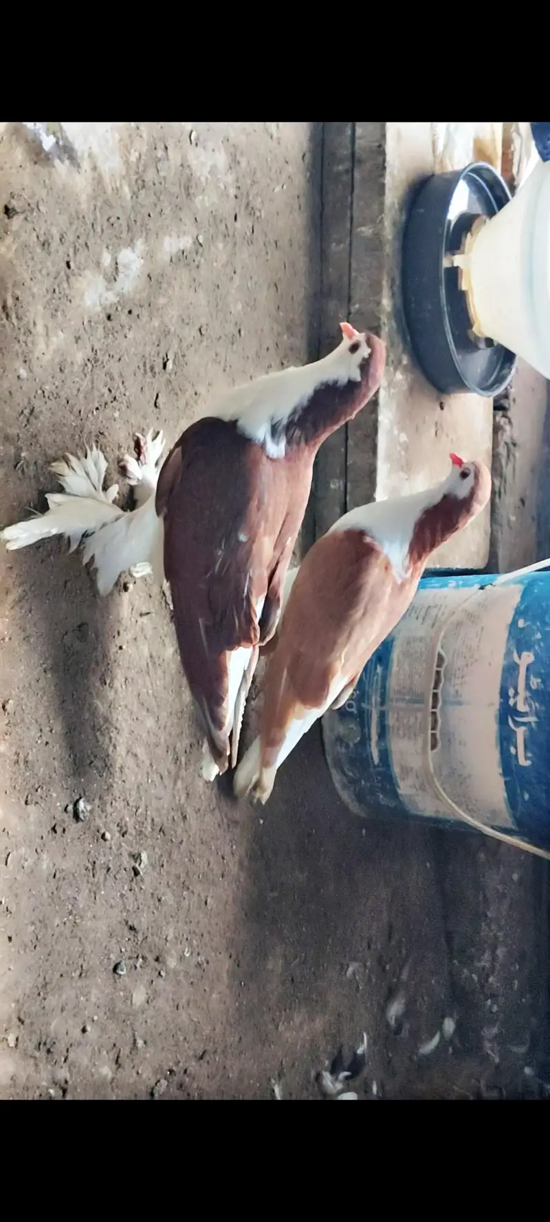 Sherazi fancy pigeon — photo 2
