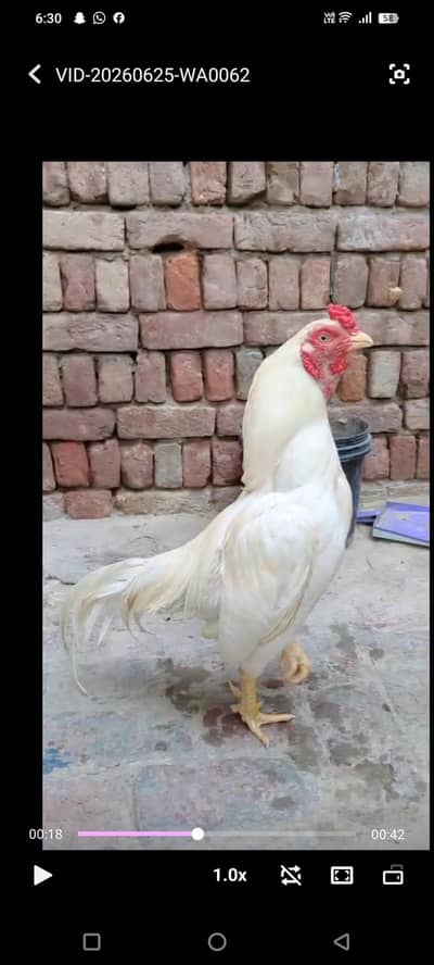 top quality pure White Amroha