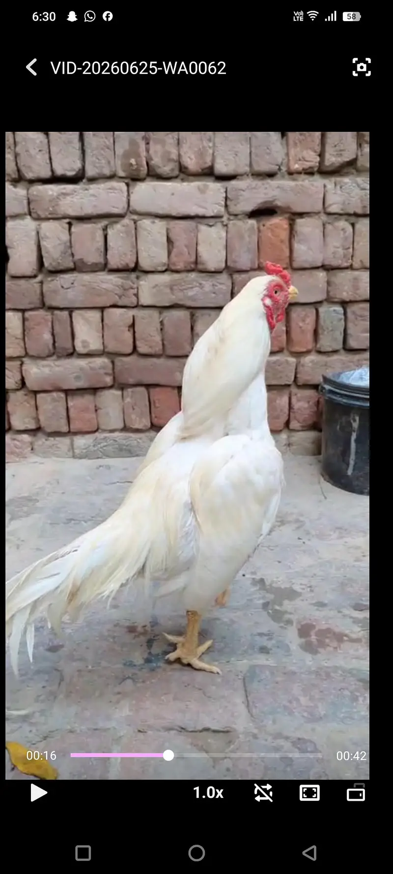 top quality pure White Amroha — photo 2