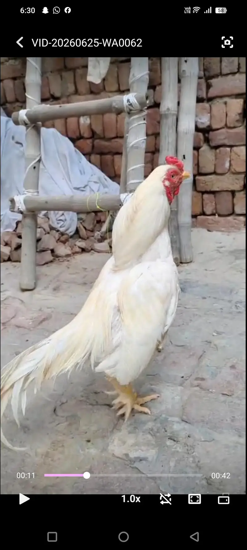 top quality pure White Amroha — photo 3