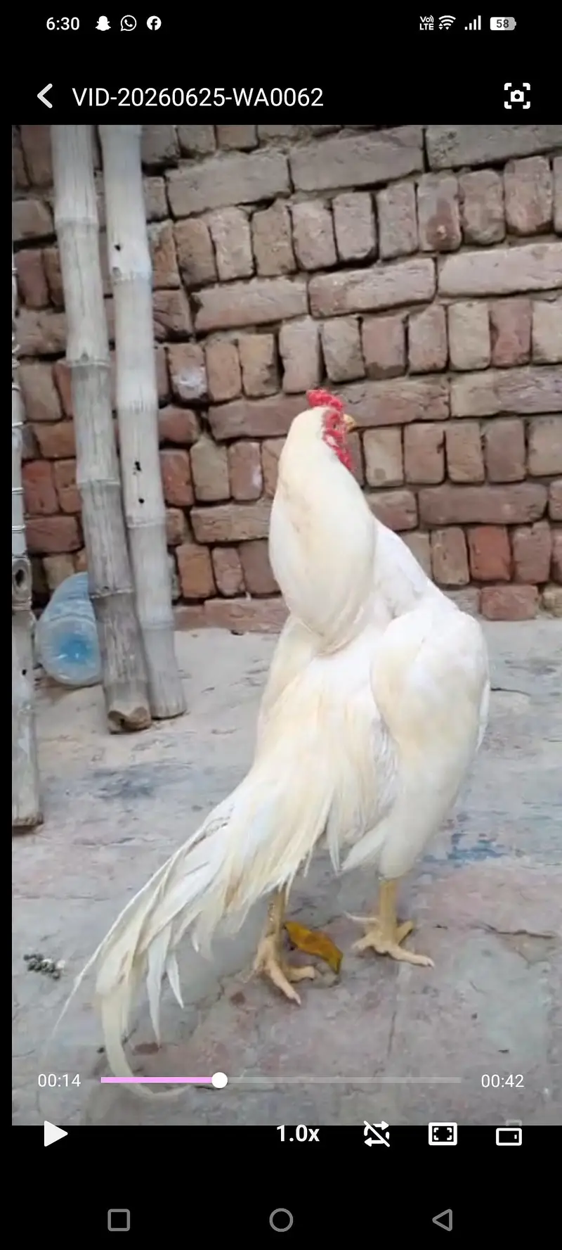 top quality pure White Amroha — photo 4
