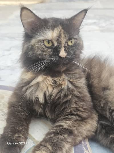 Persian Female Cat for Sale | Beautiful Long Hair