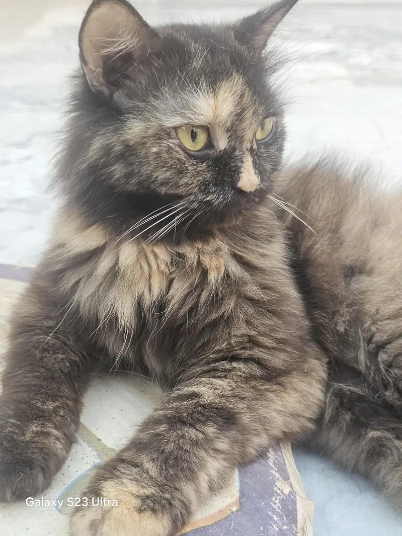Persian Female Cat for Sale | Beautiful Long Hair — photo 2