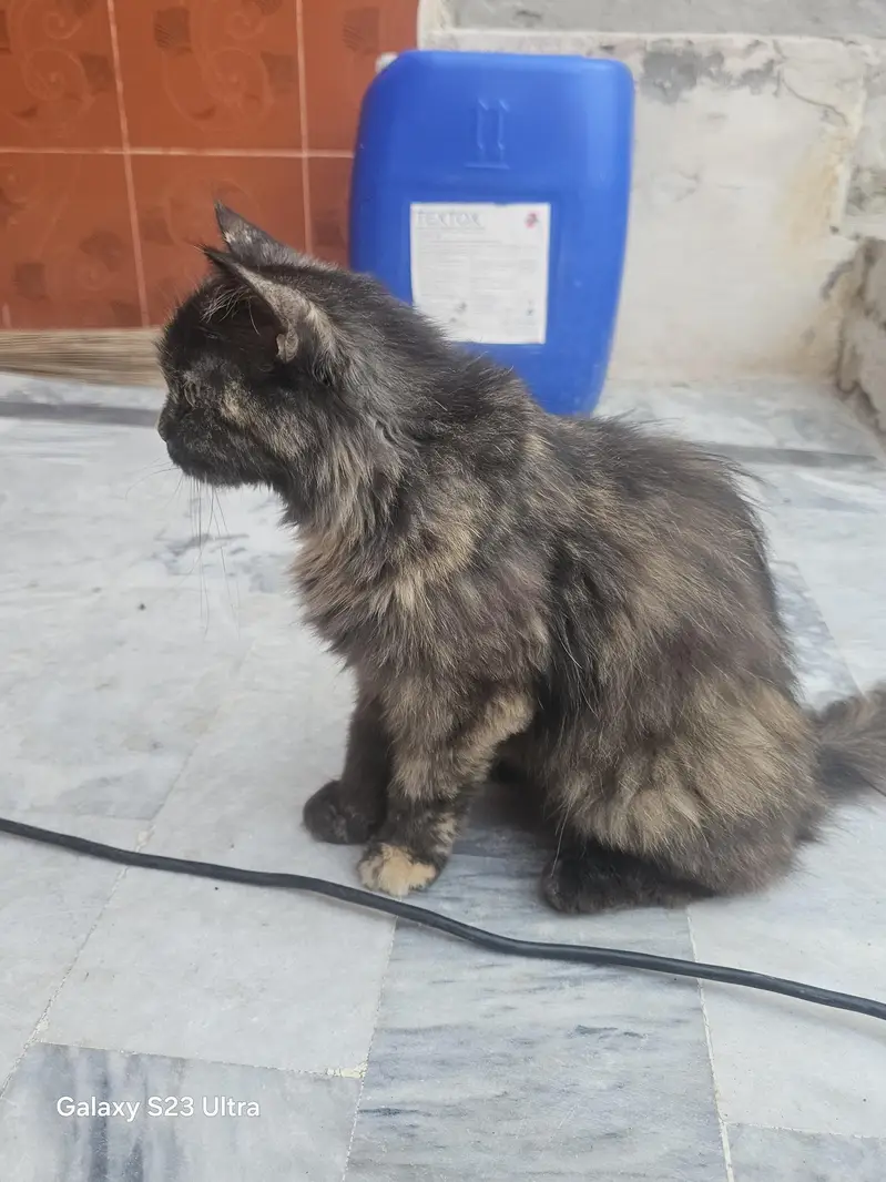Persian Female Cat for Sale | Beautiful Long Hair — photo 3