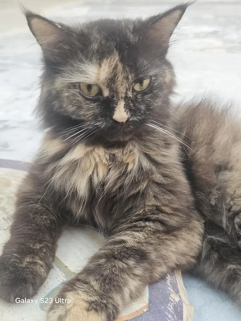 Persian Female Cat for Sale | Beautiful Long Hair — photo 4