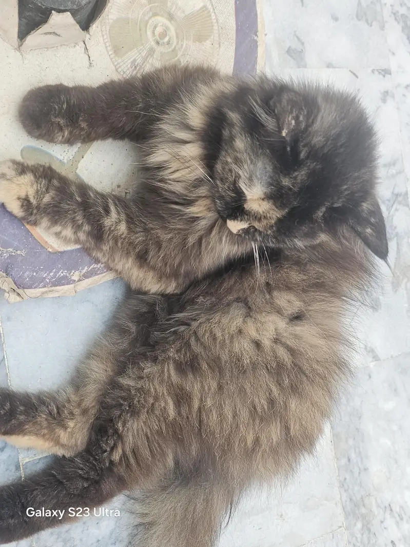 Persian Female Cat for Sale | Beautiful Long Hair — photo 5