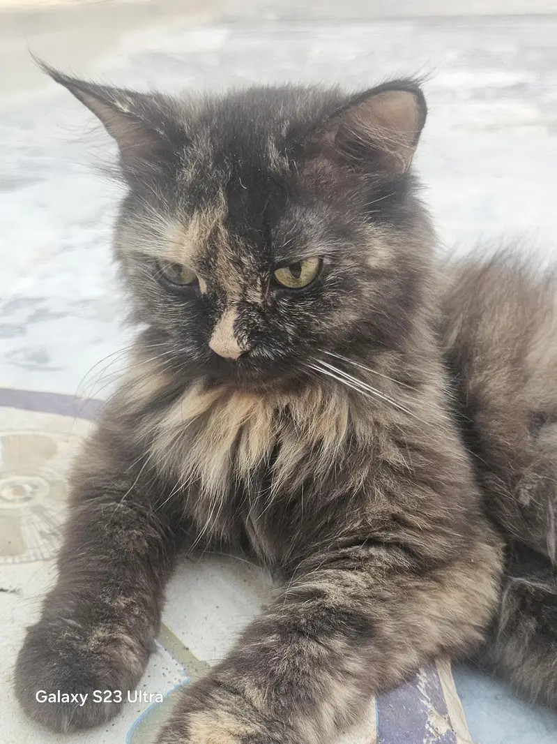 Persian Female Cat for Sale | Beautiful Long Hair — photo 6
