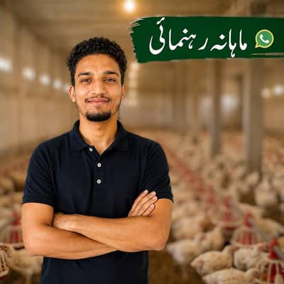 پولٹری فارم کے مسائل کا حل واٹس ایپ گروپ