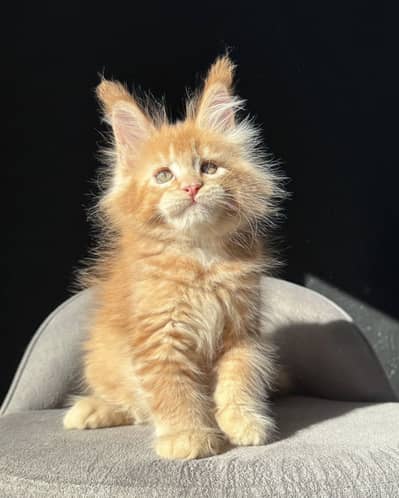 Maine Coon kittens Available