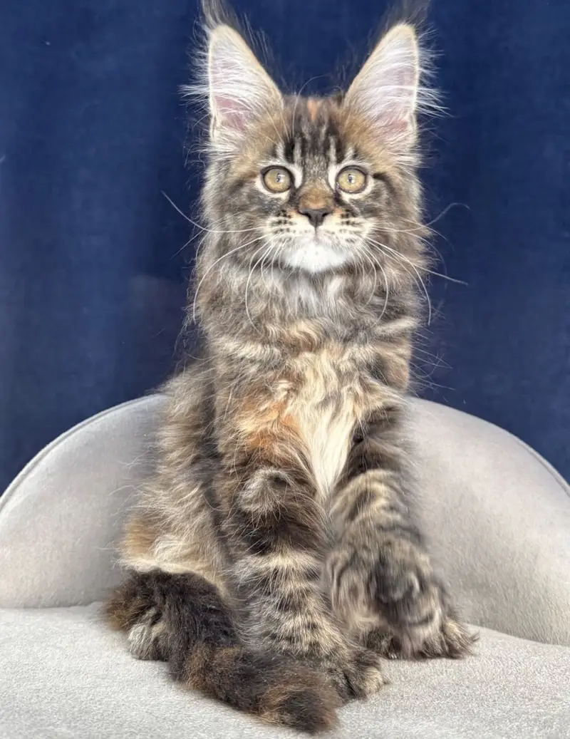 Maine Coon kittens Available — photo 2