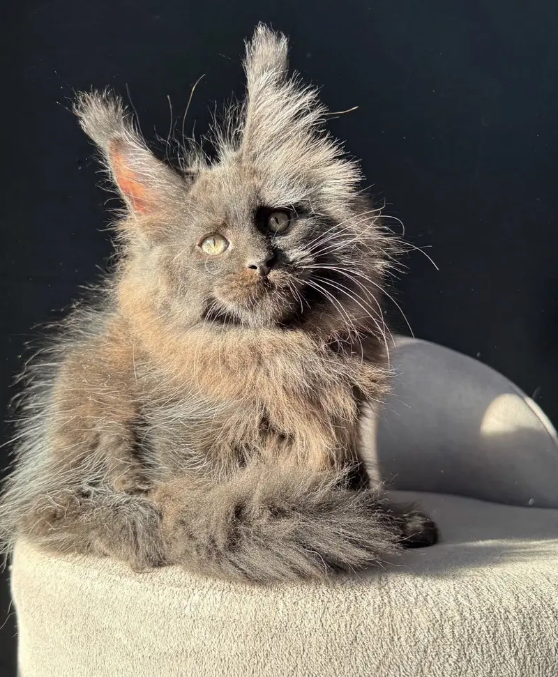 Maine Coon kittens Available — photo 3