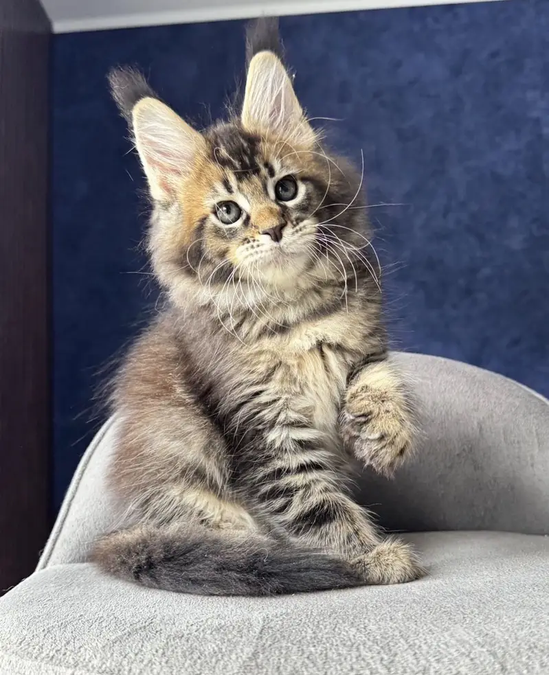 Maine Coon kittens Available — photo 4
