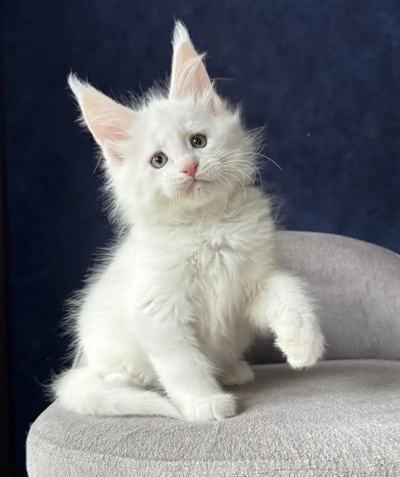 Maine Coon kittens Available — photo 5