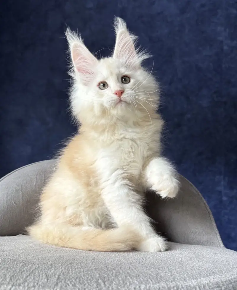 Maine Coon kittens Available — photo 6