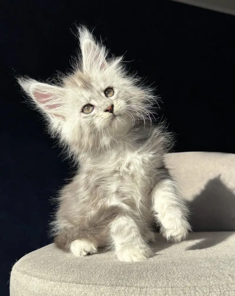Maine Coon kittens Available — photo 7