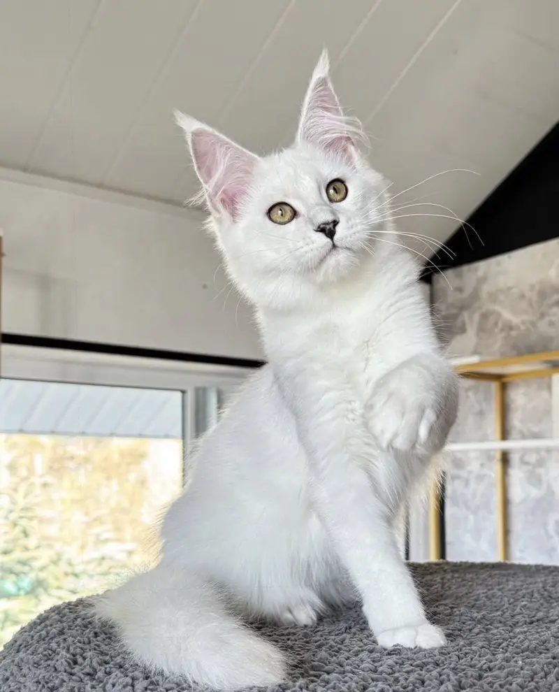Maine Coon kittens Available — photo 8