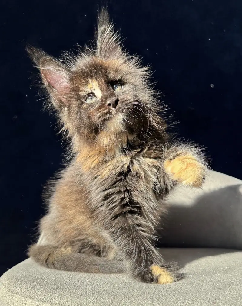 Maine Coon kittens Available — photo 9