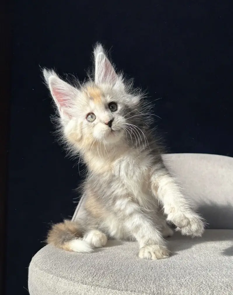 Maine Coon kittens Available — photo 10