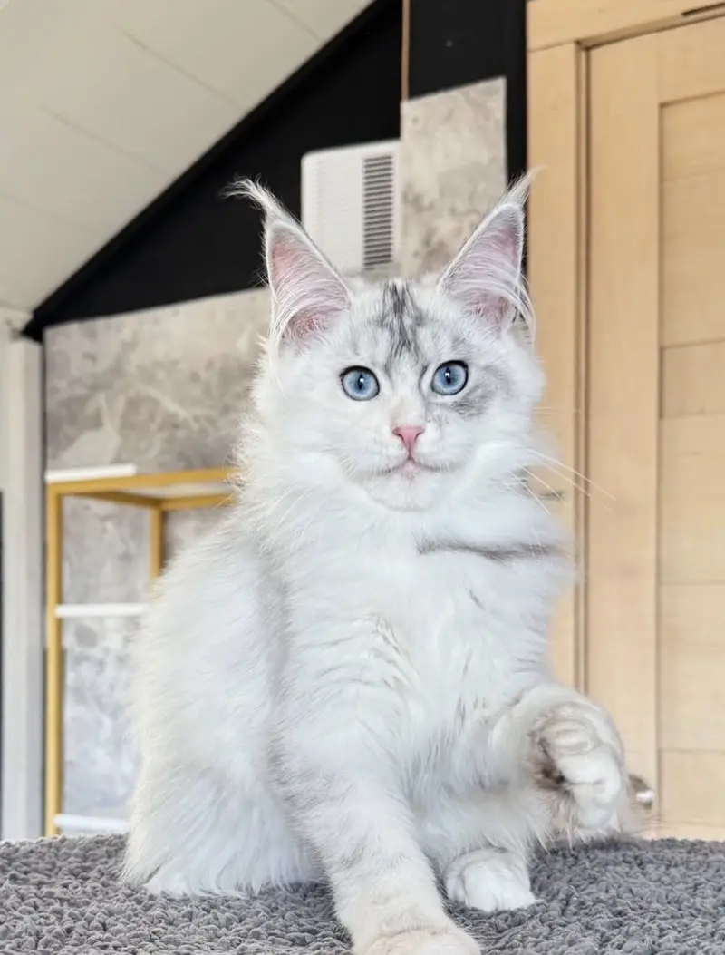 Maine Coon kittens Available — photo 11