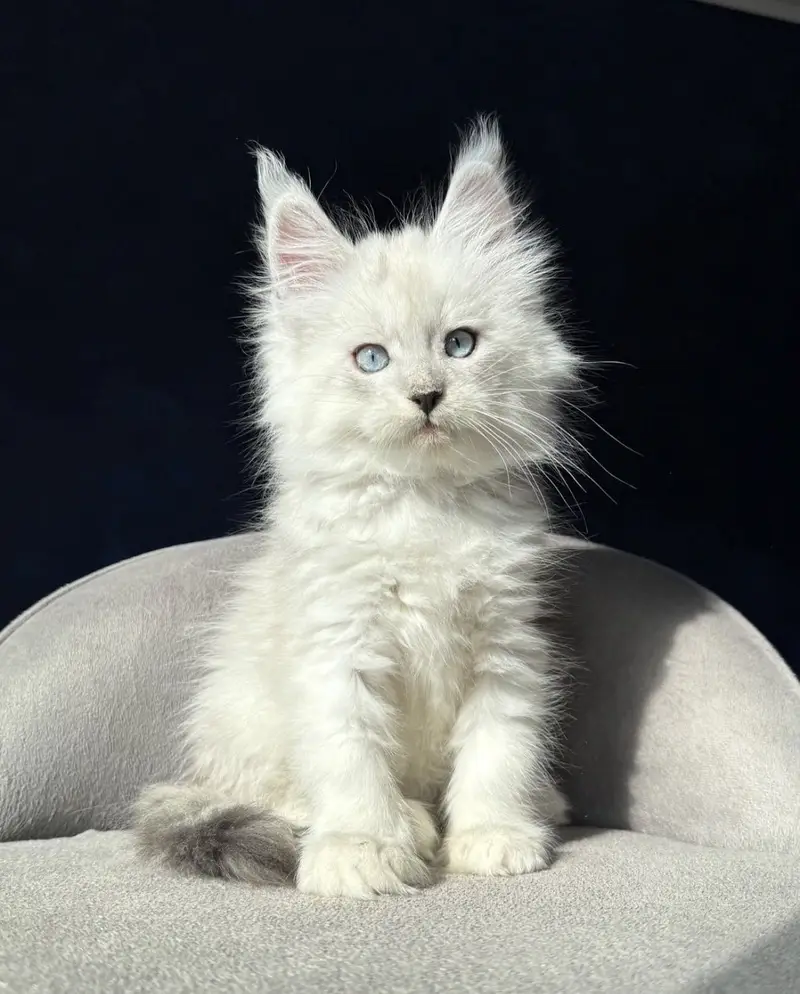 Maine Coon kittens Available — photo 12