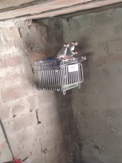finches for sale