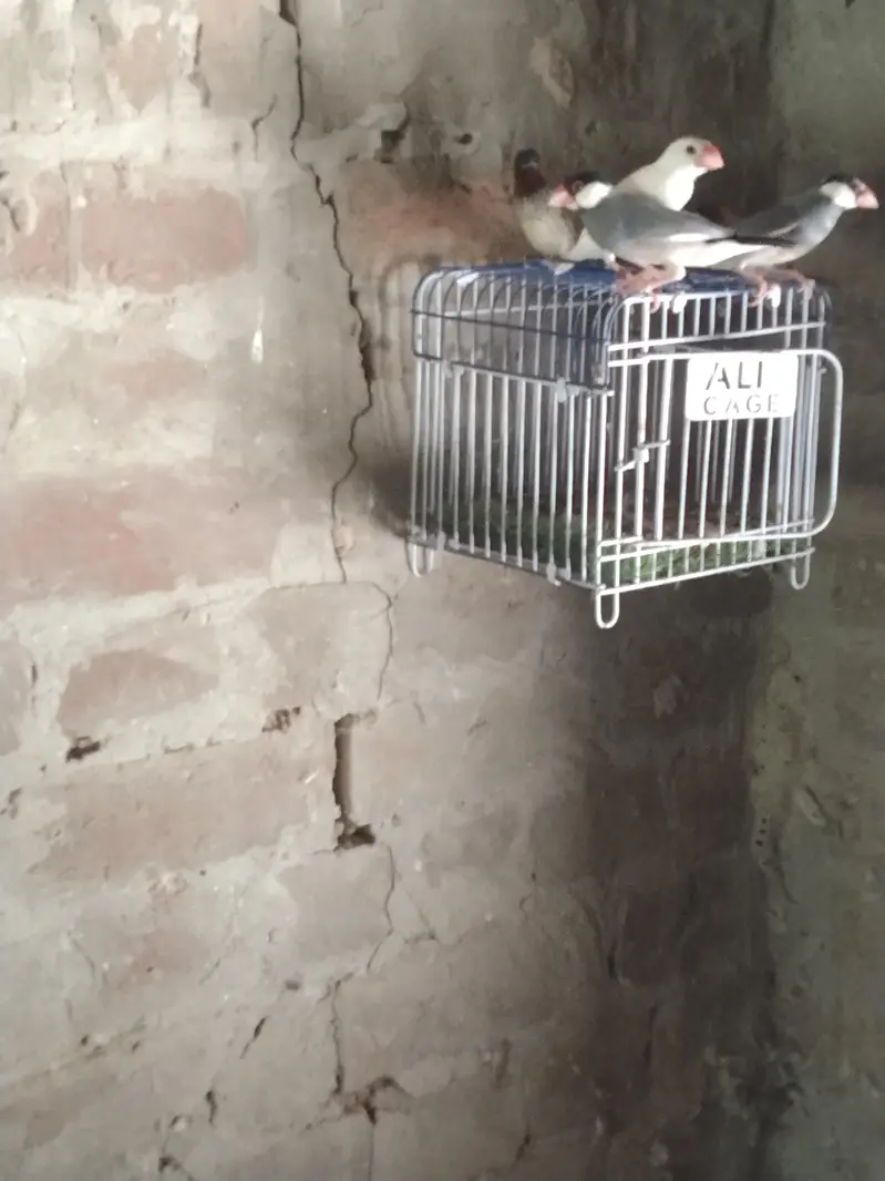finches for sale — photo 2