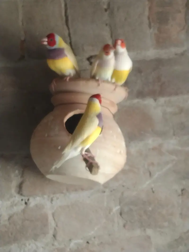 finches for sale — photo 3